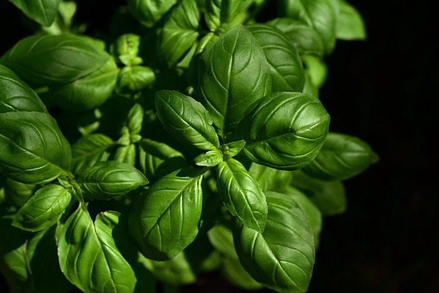 **Ziołowe apteczki dla zwierząt domowych: Jak wspierać zdrowie pupila naturalnymi metodami w zgodzie z naturą?**
