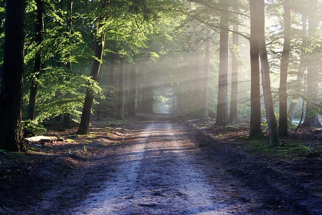 Zielona terapia dla dzieci: jak natura może pomóc najmłodszym - 5 2025